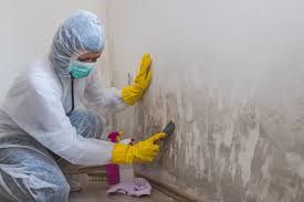 Best Residential Mold Inspection & Testing in Drexel, OH